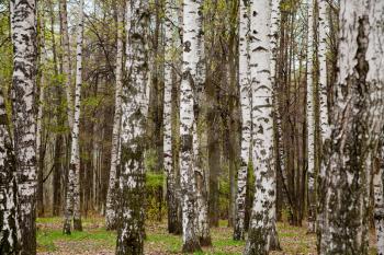  birch grove in spring