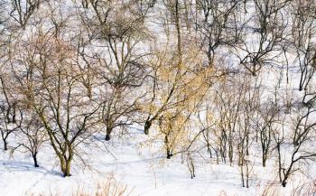 brushwood in winter