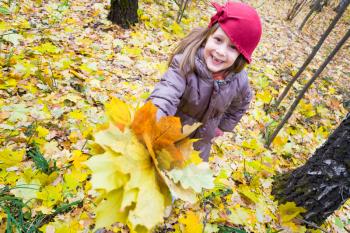 bright yellow maple leafs in girl's hand in autumn