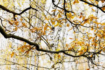yellow autumn oak branch with birches on background