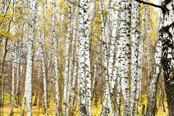 white birch trunks in yellow autumn grove