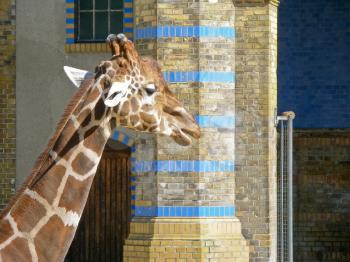 giraffe in Berlin Zoo outdoor