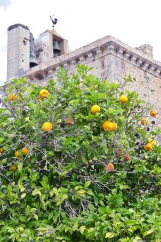 tangerine tree near Cathedral in town Faro, Portugal