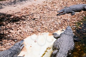 three crocodiles in zoo in hot day