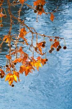 autumn leaves under Tiber river in Rome, Italy