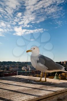 gull on roof in old city