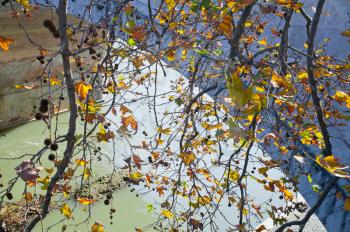 autumn tree branch under Tiber river in Rome, Italy