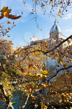 autumn tree under Tiber river in Rome, Italy