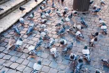 urban pigeons on Piazza della Rotonda in Rome, Italy