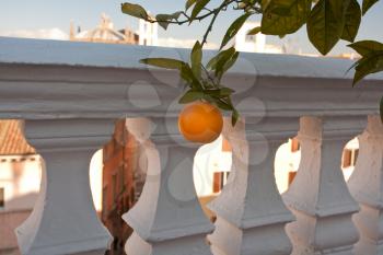 orange tree with ripe fruit on roof of house