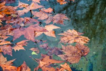 autumn sycamore leafs in water