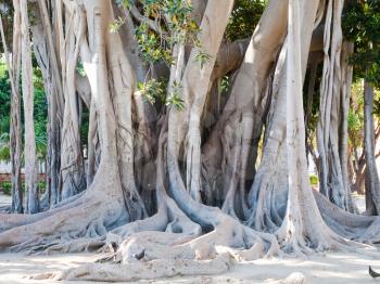 ficus magnolioide - historical giant tree in Giardino Garibaldi, Palermo