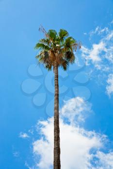 palm and blue sky in summer day