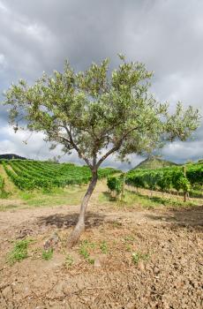 olive garden and vineyard on gentle slope in Etna region, Sicily