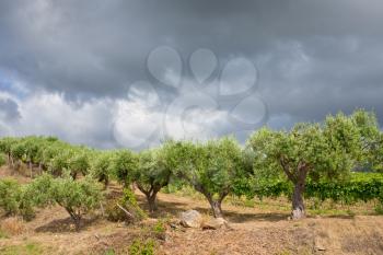 olive garden under grey clouds in wine region Etna, Sicily