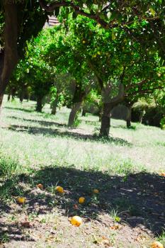 ripe oranges in orchard, Sicily