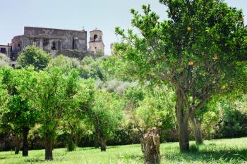 orange trees near medieval Chiesa Matrice Francavilla di sicilia, Sicily
