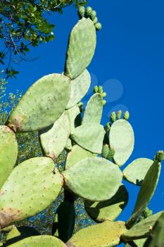 cactus opuntia with dark blue sky on background