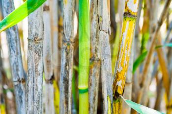 green bamboo trunk with old reed on background