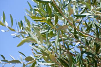 green olive tree with olive close up