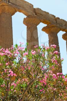 oleander flower near ancient Dorian columns of Temple of Juno