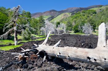 burned tree in hardened lava flow on green slope of Etna, Sicily