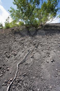 roots of tree in shallow volcanic soil