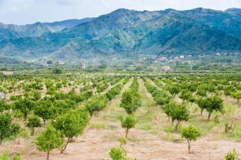 tangerine orchard with mountains on background, Sicily