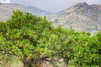 tangerine trees with mountains on background, Sicily