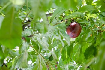 ripe plump fruit on green branch in garden