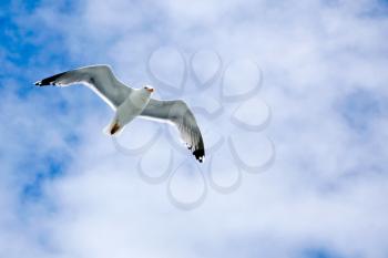 seagull in clouds and blue sky and