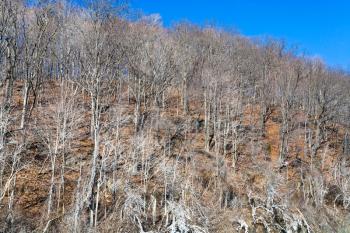 frozen trees on mountain slope in winter day