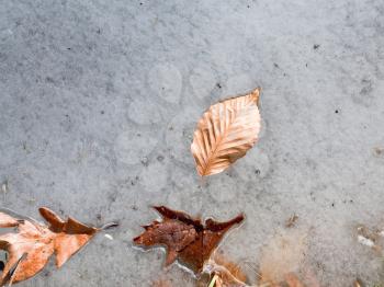 ice-bound leaf in frozen pond