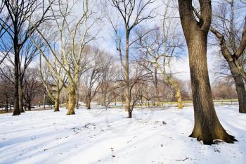 bare trees in Central Park in winter