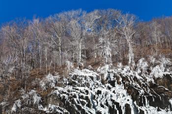 frozen trees on hillside in winter day