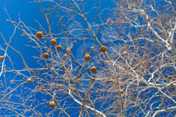 Seeds of sycamore with blue sky on background