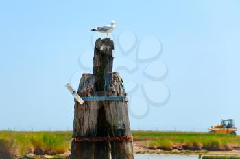 seagull on larch milestone in Venetian Lagoon