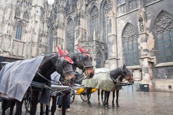 horse carriage near St. Stephan Cathedral, Vienna, Austria