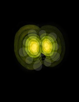 stylized drawing - yellow light of night beast eyes