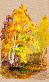 autumn scenery with yellow leaves birch tree