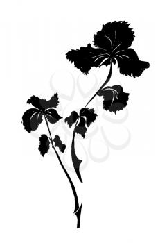 sprig of parsley drawn by black ink