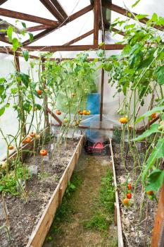 garden beds in rural greenhouse with tomato plant