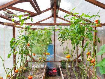 rural greenhouse with tomato plant