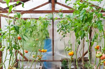 inside the greenhouse with tomato plant