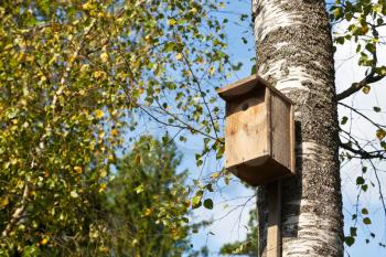 wooden birdhouse on birch tree in summer day