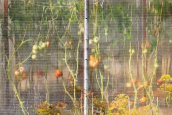 plastic wall of rural greenhouse with tomato plant