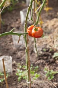 ripe tomato plant inside of greenhouse