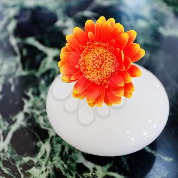 orange gerbera bloom in white ceramic vase on stone table