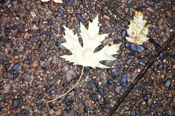 autumn maple leaf on pebble pavement in rainy day