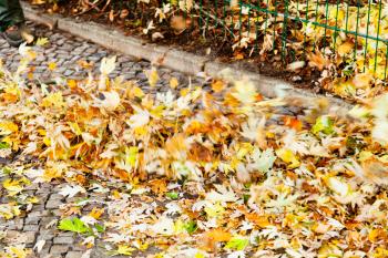 clearing of urban street from autumn leaves by leaf blower